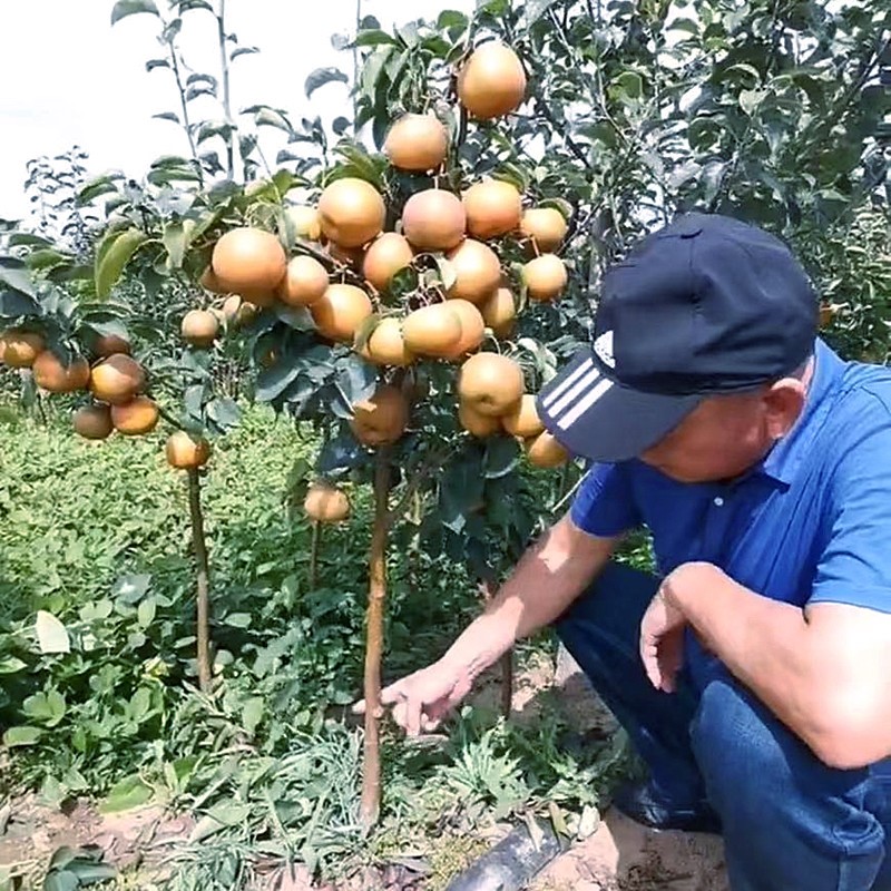 嫁接梨树果苗早酥红梨黄金梨南方北方种植地栽果树苗当年结果