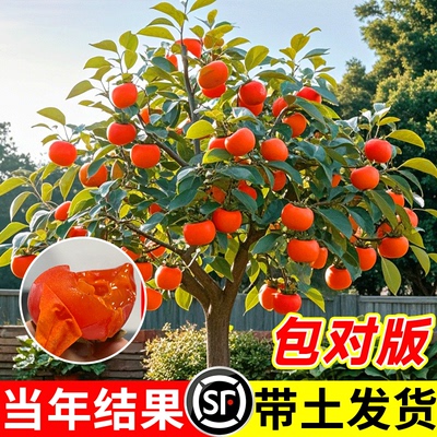 火晶柿子树苗老品种日本脆皮磨盘生吃柿子软矮桩无籽盆栽带果发货
