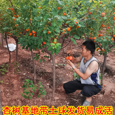 杏树苗嫁接特大早熟晚熟甜杏子果树苗盆栽地栽南北方种植当年结果