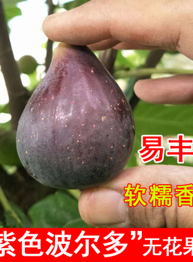 紫色波尔多无花果苗特大波姬红树苗地栽盆栽北方南方种植当年结果