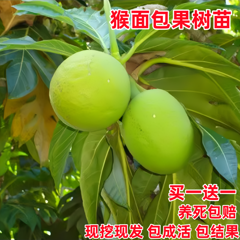 猴面包果树苗果树 猢狲木猴 面包树酸瓠树树苗罗蜜树马槟榔面磅树