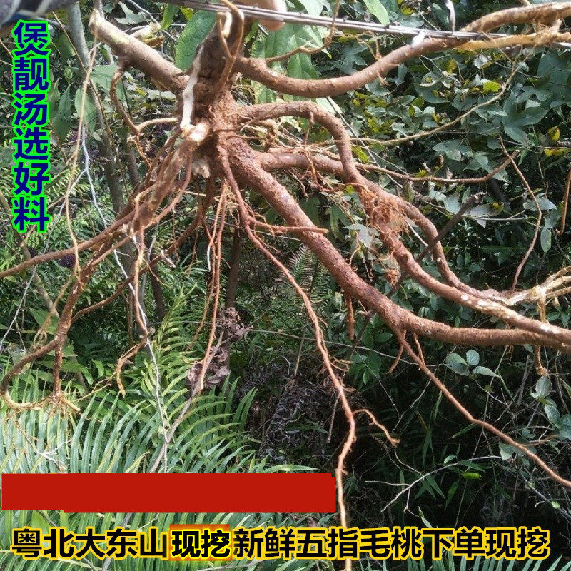 新鲜现挖五指毛桃根广东