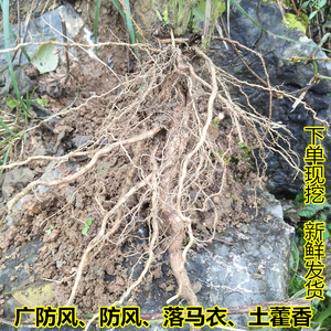 新鲜现挖防风中草药落马衣秽