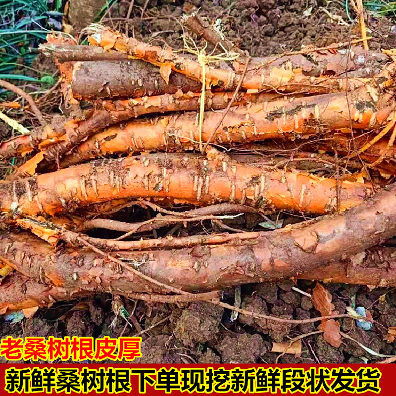 现挖桑根新鲜老桑树根500g中草药桑白皮桑根老桑树根皮煲汤料桑枝