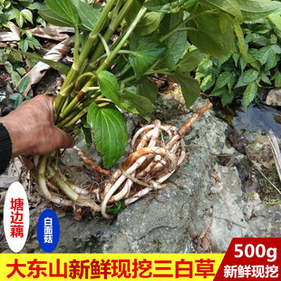 现挖三白草新鲜中草药材500g塘边藕三白根水木通水荖白面姑五路白