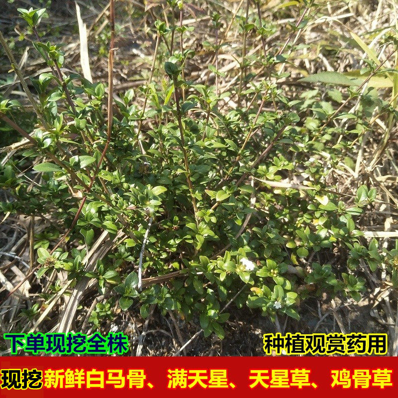 现挖白马骨新鲜满天星新货鸡骨头草  鸡脚骨现挖六月雪500g中草药