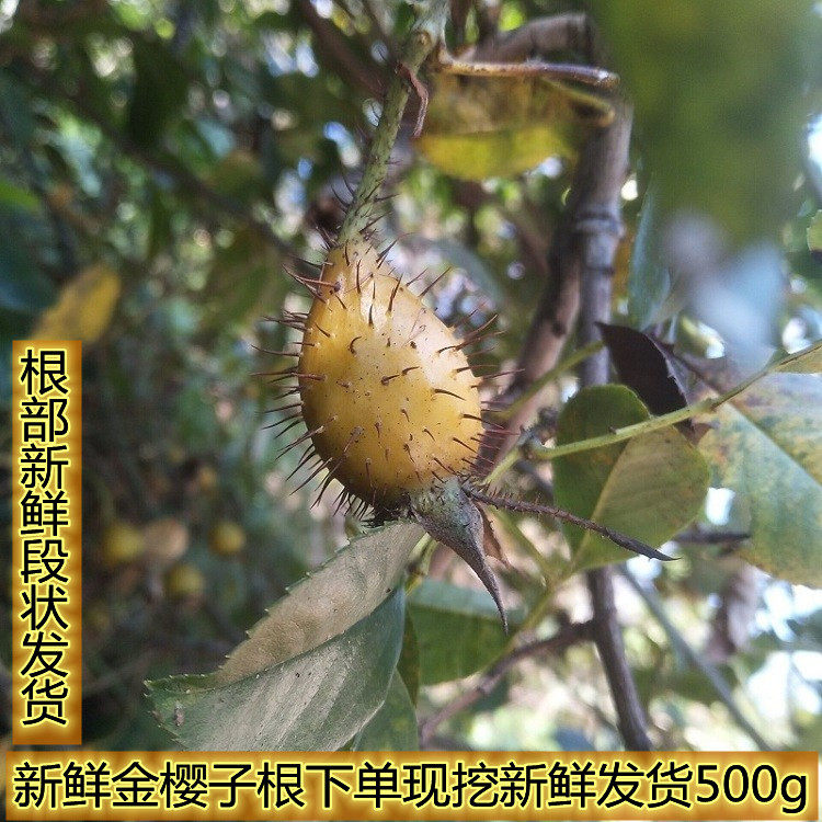 现挖新鲜金樱子根黄茶瓶糖罐子 刺梨子刺栗子根刺榆子500克金樱根