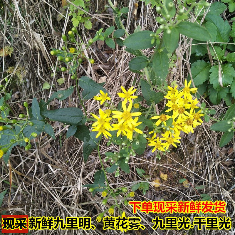 新鲜现采千里光九里明九里光黄花母黄花雾宝宝洗澡500g中草药泡浴