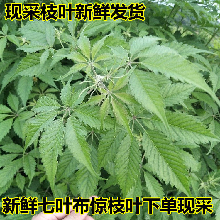 新鲜现采七叶布惊枝叶七叶布惊中草药500g新鲜黄荆蚊烟草黄荆枝叶