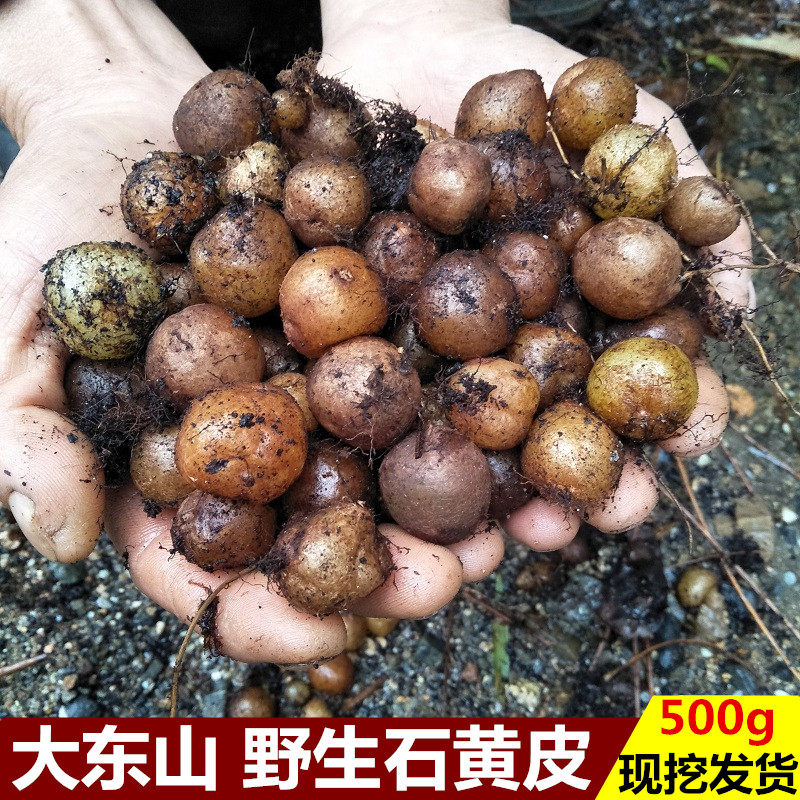 新鲜现挖石黄皮凤凰蛋肾蕨 蛇蛋参 石上丸 石枇杷煲汤500g 石黄皮
