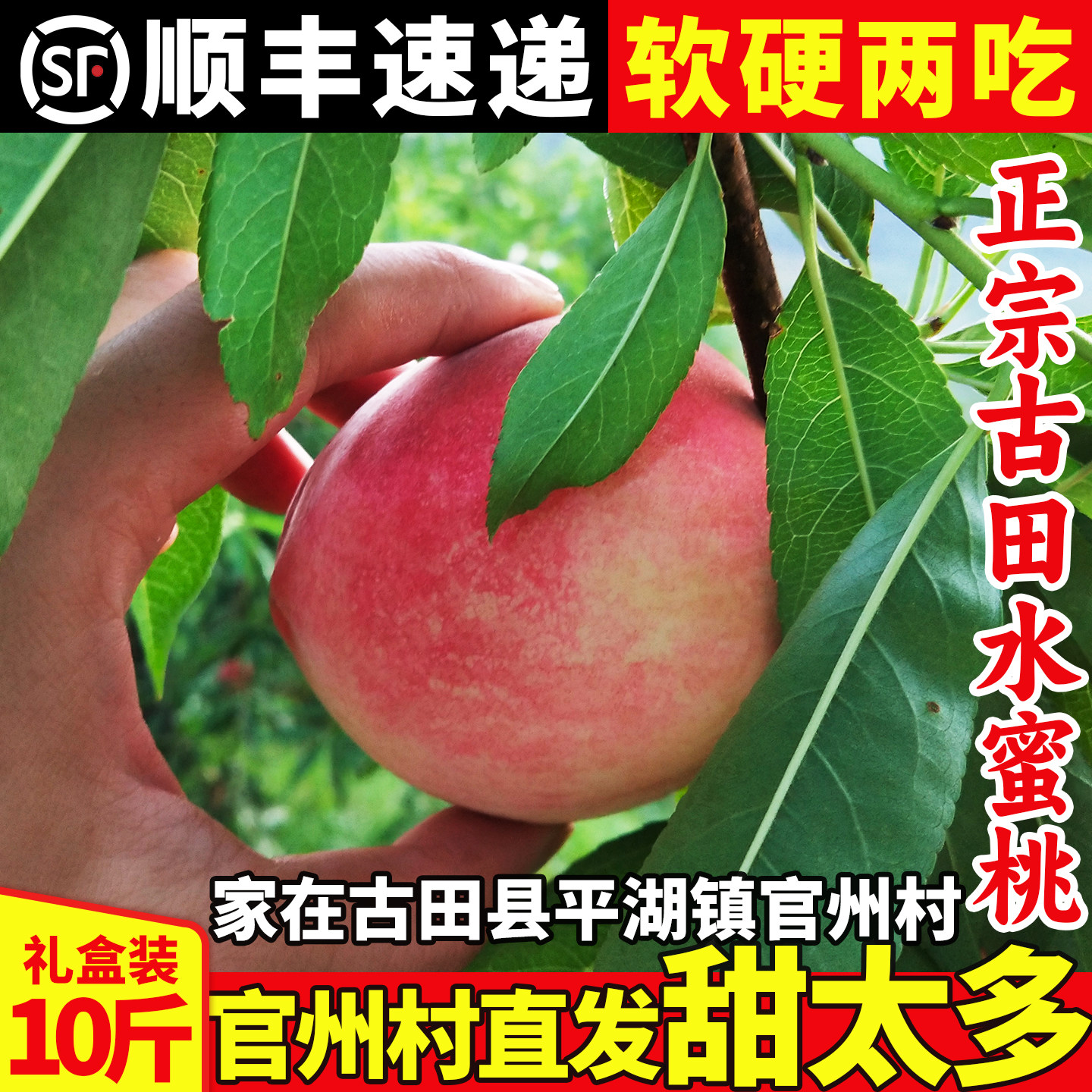 正宗古田水蜜桃白凤新鲜甜脆桃福建大桃子宁德官州水果当季礼盒装