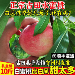 正宗古田水蜜桃白蜜新鲜甜脆桃福建大桃子宁德水果当季礼盒装官州