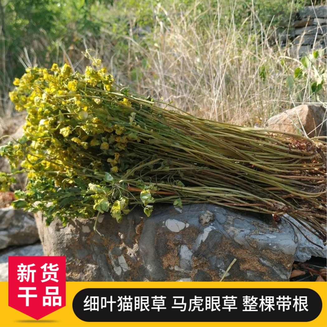 猫眼草中药小叶 野生猫眼草 整棵带根 新鲜干货 细叶猫眼草非泽漆