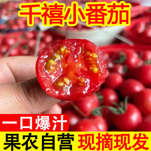 攀枝花千禧果超甜小番茄圣女果新鲜水果包邮千禧小番茄小西红柿
