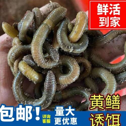 蚯蚓泥鳅小周黄鳝龙虾浙江