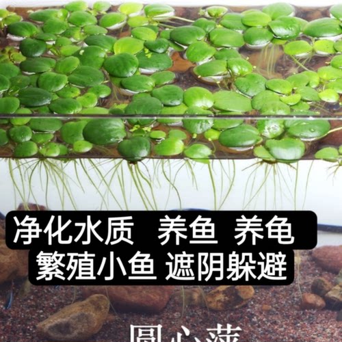 净化水质圆心浮萍盛慧水族好养