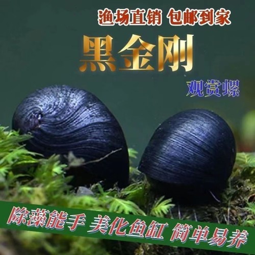 黑金刚螺观赏工具螺除藻螺效果好勤劳宠物螺不吃水草淡水螺可混养