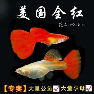 全红孔雀鱼鱼苗观赏鱼小型活体热带淡水好养耐活鱼缸小鱼下崽狂鱼