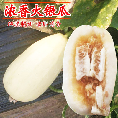 火银瓜种子白皮超甜香瓜种籽火凤凰春夏季阳台盆栽水果种孑农家