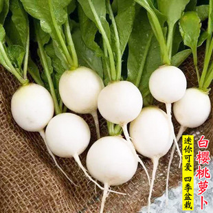 白樱桃萝卜种子小芜菁水果萝卜籽四季阳台盆栽迷你小萝卜蔬菜种孑