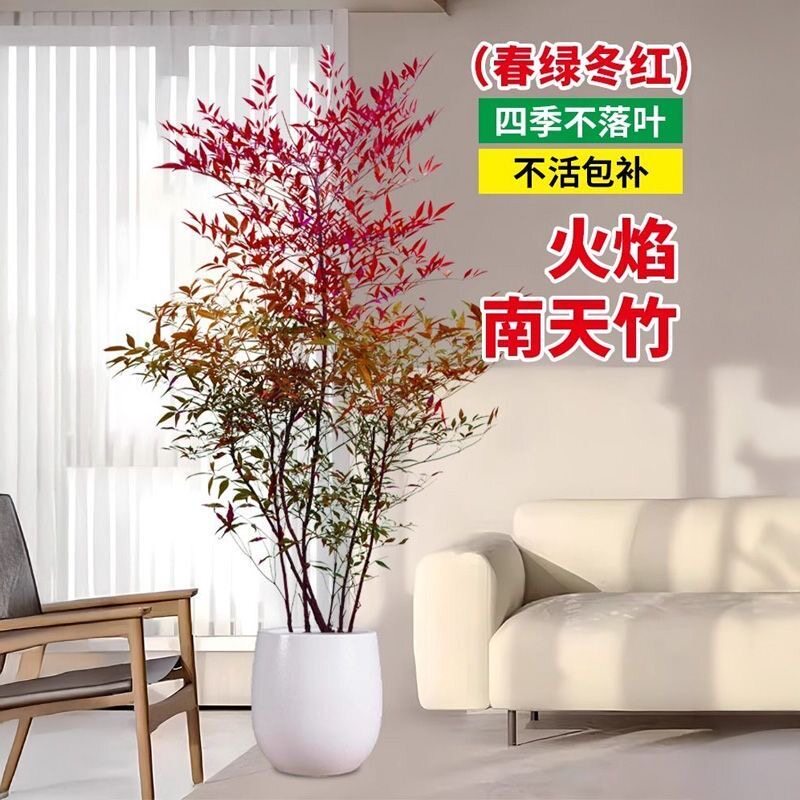 南天竹树苗火焰南天竹红天竹苗火焰红叶植物观叶庭院耐寒绿化苗木