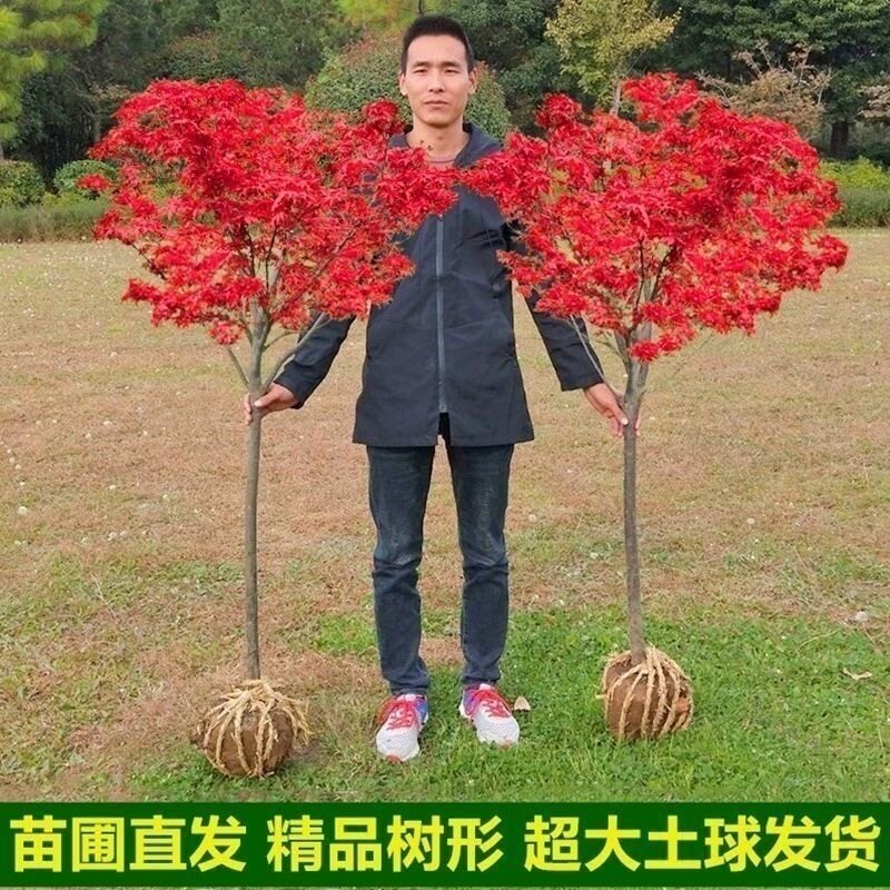红枫树苗四季红日本红枫红舞姬中国红枫庭院别墅道路绿化美国红枫图片