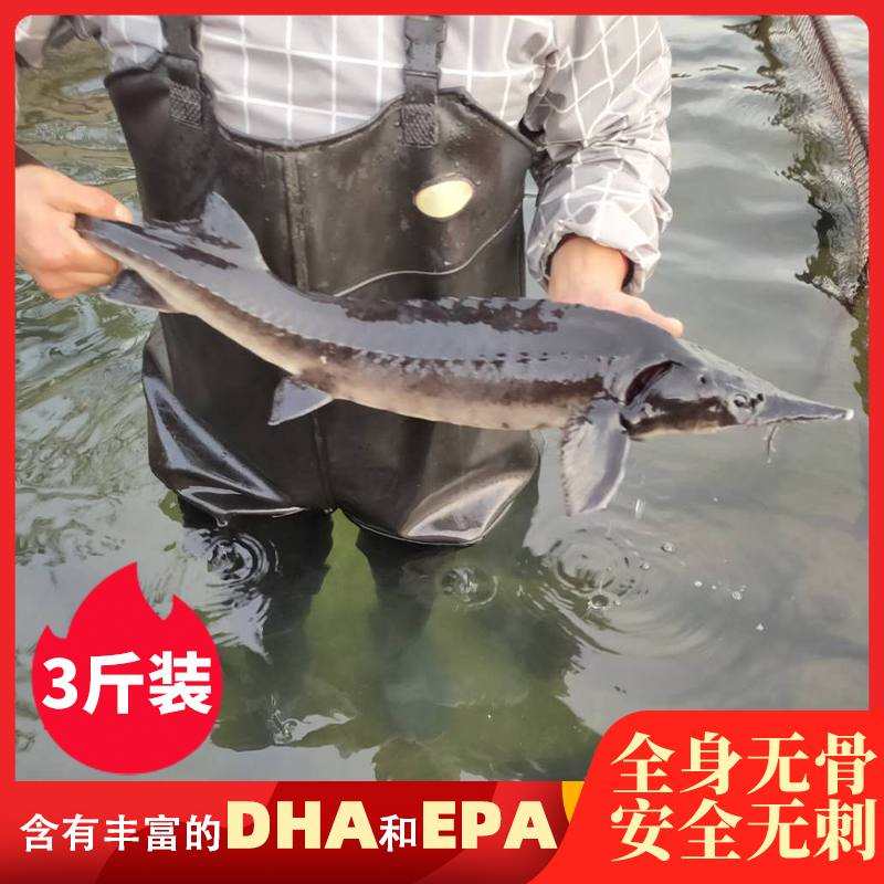 三斤一条鲜活中华鱼鲟龙鱼食用鲟鱼厂家直销活鱼接单现杀真空发货,水产肉类/新鲜蔬果/熟食,淡水鱼类,淘宝优惠券,粉丝福利购,淘宝优惠卷