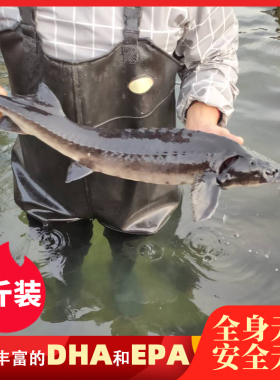 三斤一条鲜活中华鱼鲟龙鱼食用鲟鱼厂家直销活鱼接单现杀真空发货