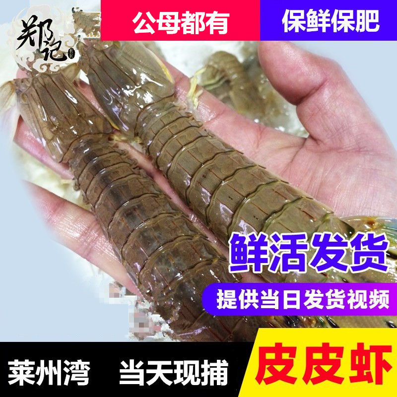 莱州湾鲜活爬虾野生皮皮虾琵琶虾富贵虾虾公虾婆虾虎濑尿虾500g