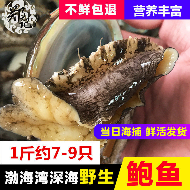 渤海湾长岛深海新鲜鲜活鲍鱼现捕现发500g