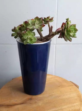 多肉植物绿植悬崖小老桩景观花盆