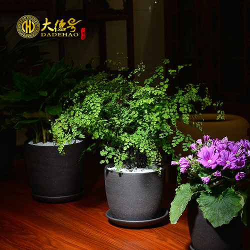 宜兴紫砂肉肉君子简约风陶瓷花盆
