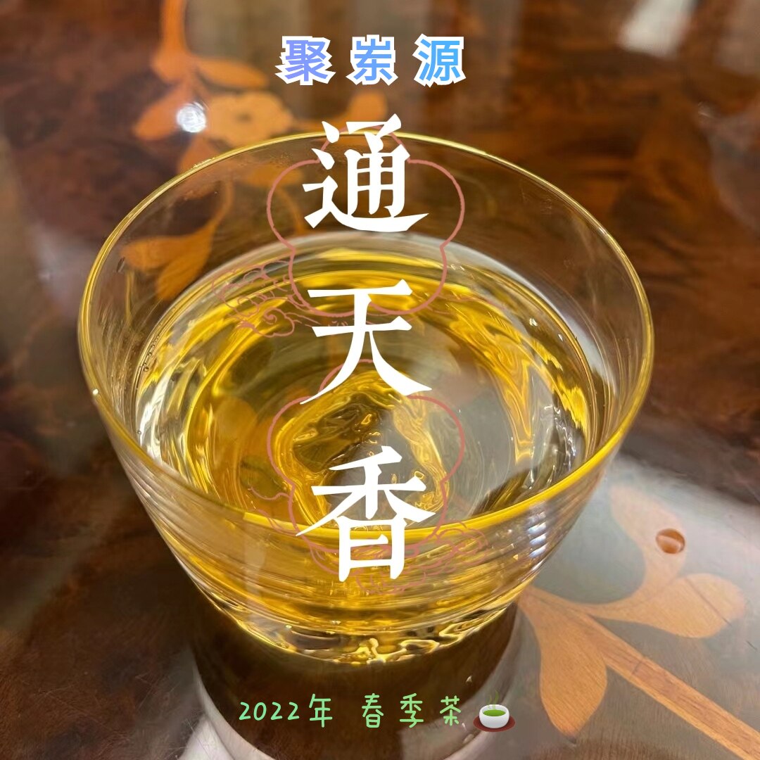 聚岽源大质山老丛通天香茉莉花香