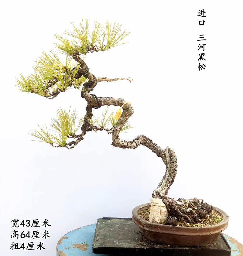 文人三河黑松价格 文人三河黑松图片 星期三
