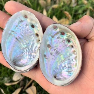 天然七彩鲍鱼壳家居饰品贝壳手工diy鱼缸造景鼠尾草烧器生石决明