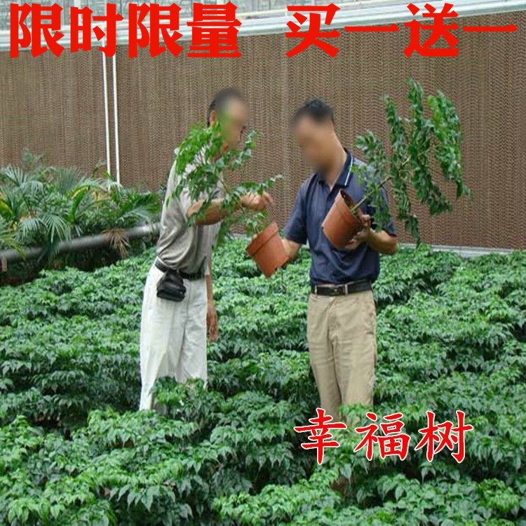 平安树幸福树盆栽大型绿植花卉树苗小盆栽室内客厅办公室植物在类目 鲜花速递/花卉仿真/绿植园艺, 花卉/绿植盆栽（新）, 绿植中 - 来自Buy2taobao.com提供专业的淘宝代购服务