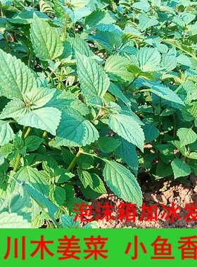 四川新鲜木姜菜香叶小鱼泸笨