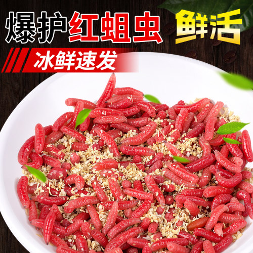 鲜活红蛆虫活饵红虫鱼饵