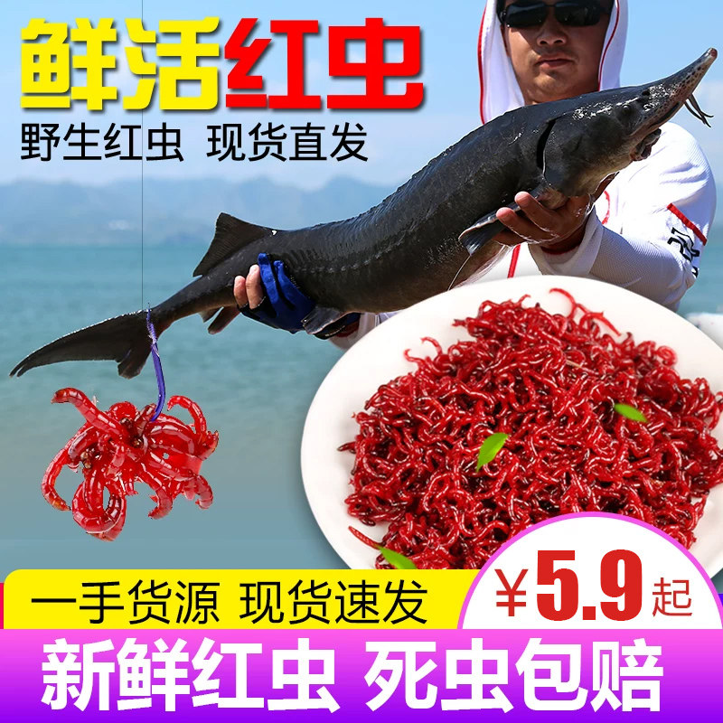 鲜活红虫鱼饵新鲜活体活饵特大公虫喂鱼拉饵鲫鱼饵料钓鱼蚯蚓鱼食