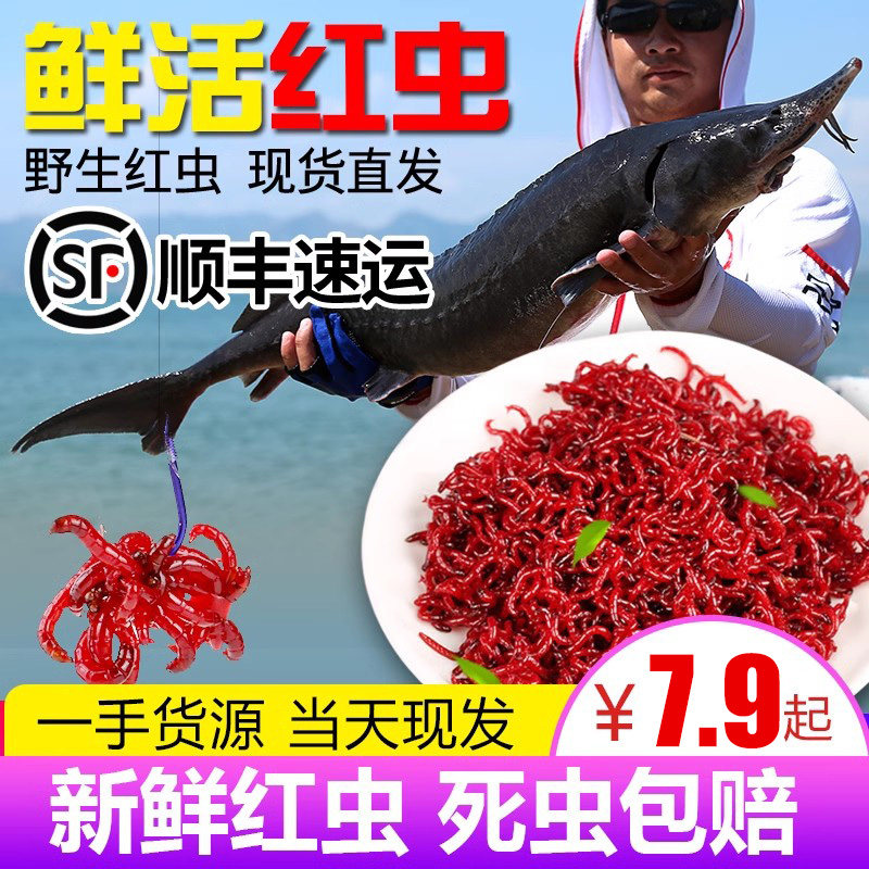 红虫活体鲫鱼野钓蚯蚓拉饵图片