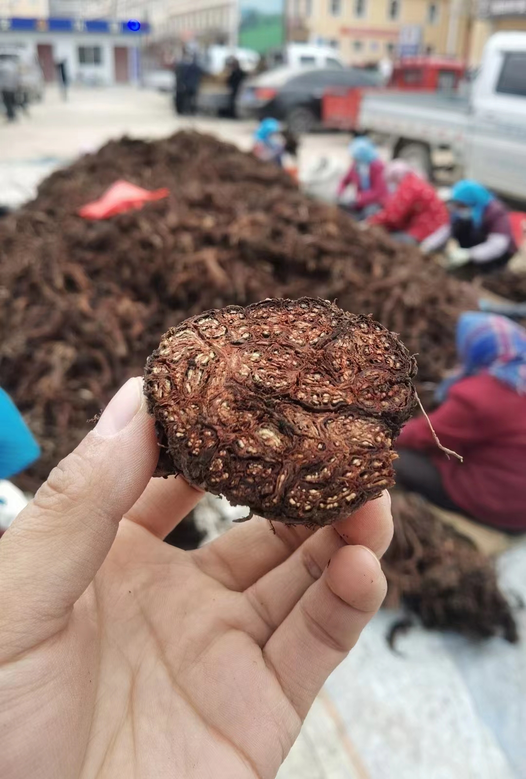 野生紫丹参甘肃野生丹参段丹参茶段藏丹参15年以上丹参切断