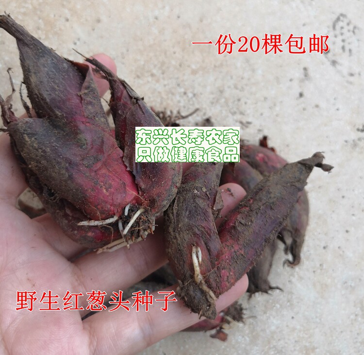 广西药用红葱头种子 小红蒜种苗葱类