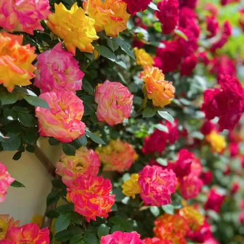 滕彩虹爬藤月季蔷薇花苗大花四季浓香开庭院藤本花卉盆栽地栽