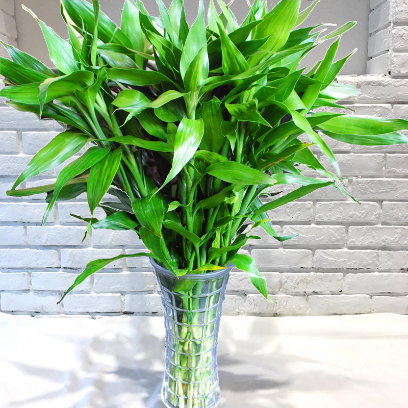 富贵竹水培植物观音竹转运竹弯竹绿萝桌面小盆栽大叶竹开运竹龙竹 小编推荐 Wepost 全民代运 马来西亚中国淘宝代运与集运专家