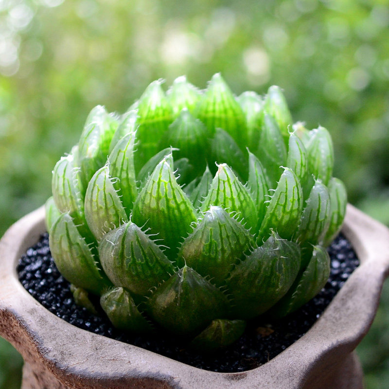 玉露樱水晶多肉植物室内小