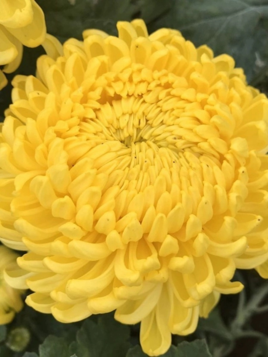 桂之苑菊花盆栽阳台四季带花蕾