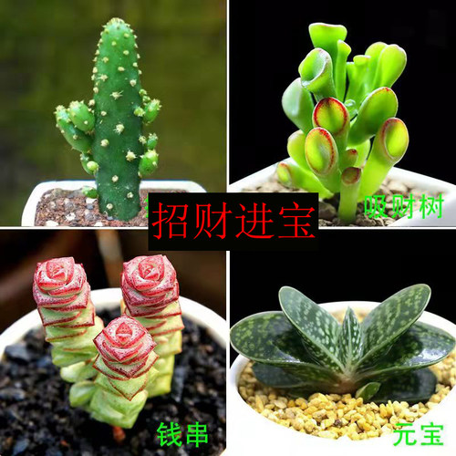 多肉植物招财进宝四大美人