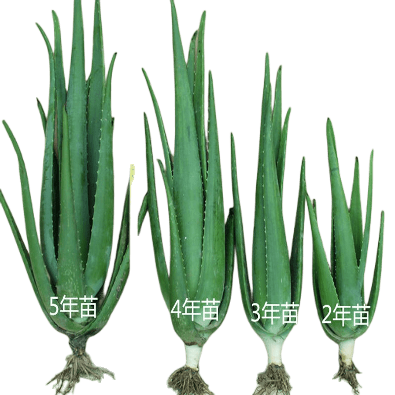 库拉索芦荟苗植物美容院可用灌肤补水大片可敷脸食用室内花卉盆栽