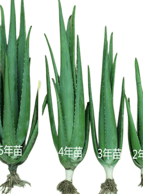 桂之苑库拉索芦荟盆栽植物