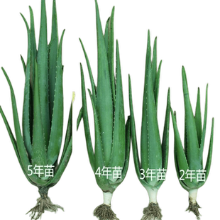 库拉索芦荟苗植物美容院可用灌肤补水大片可敷脸食用室内花卉盆栽